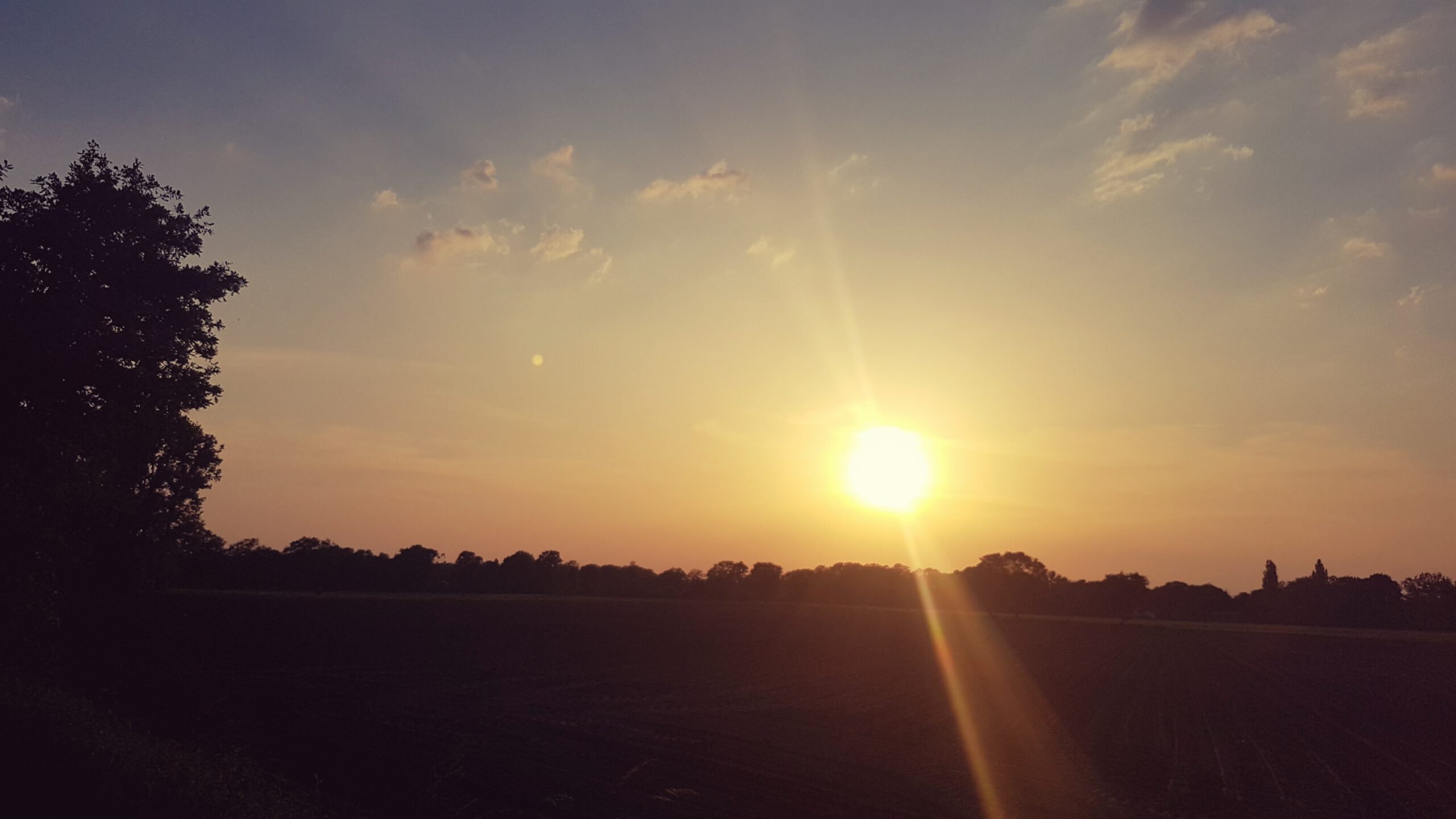 Landschaft mit Feld, Baum links und Büschen am Horizont im Sonnenuntergang
