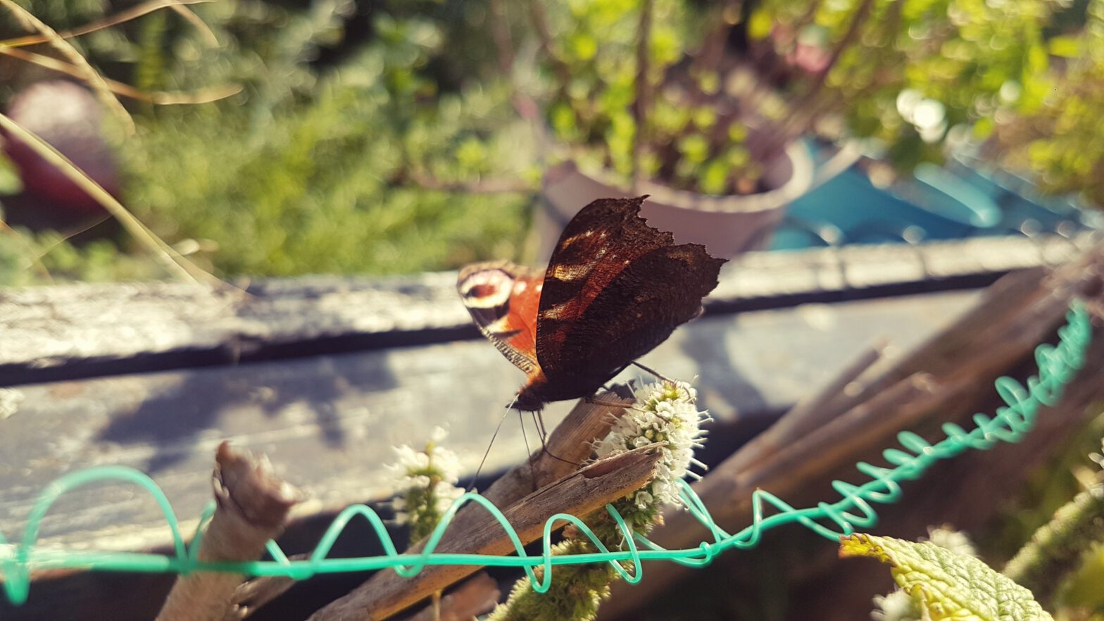 Schmetterling (Pfauenauge) sitzt auf Bambussichtschutz
