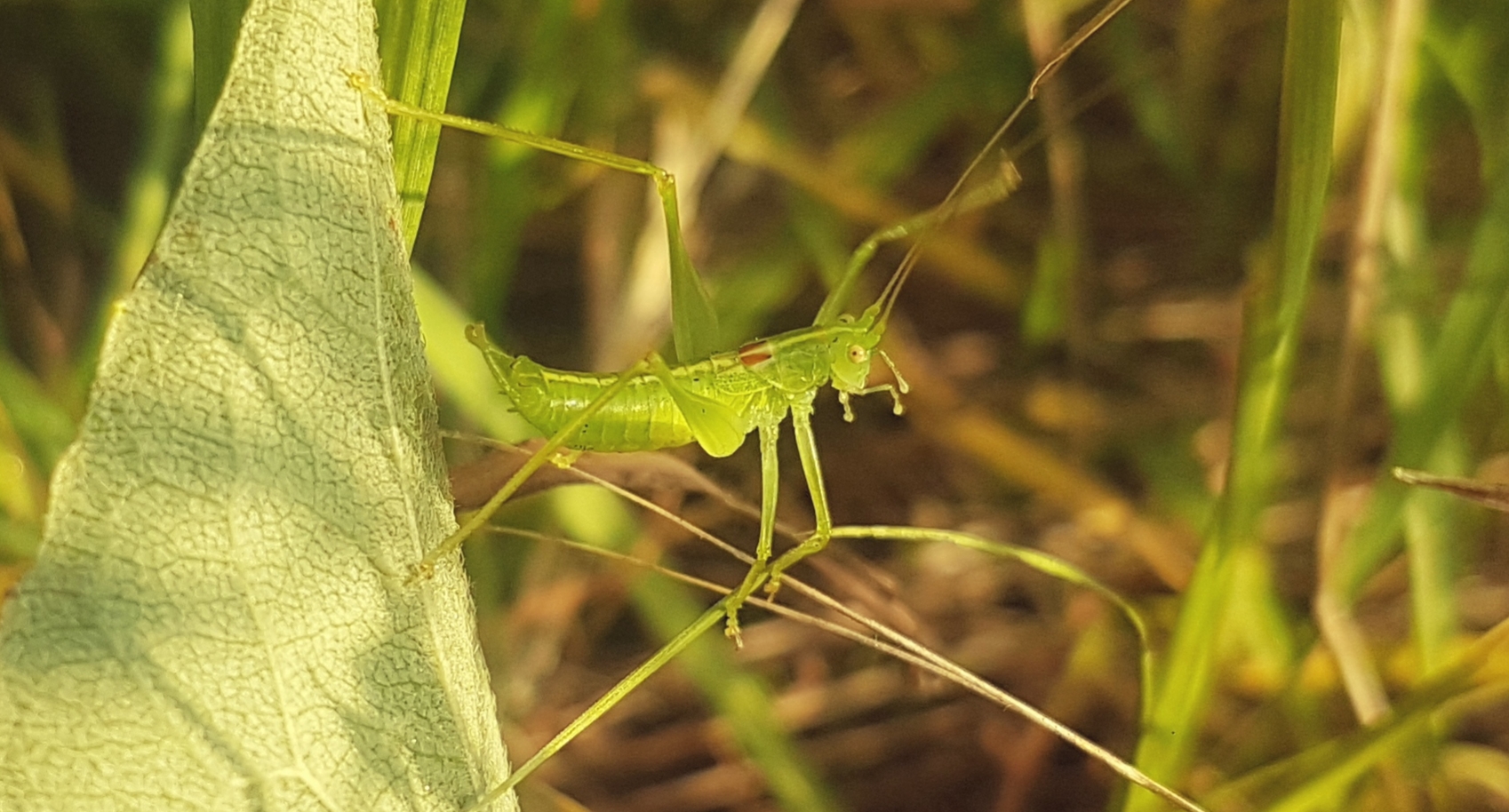 Grashüpfer sitzt auf Blatt im Gras
