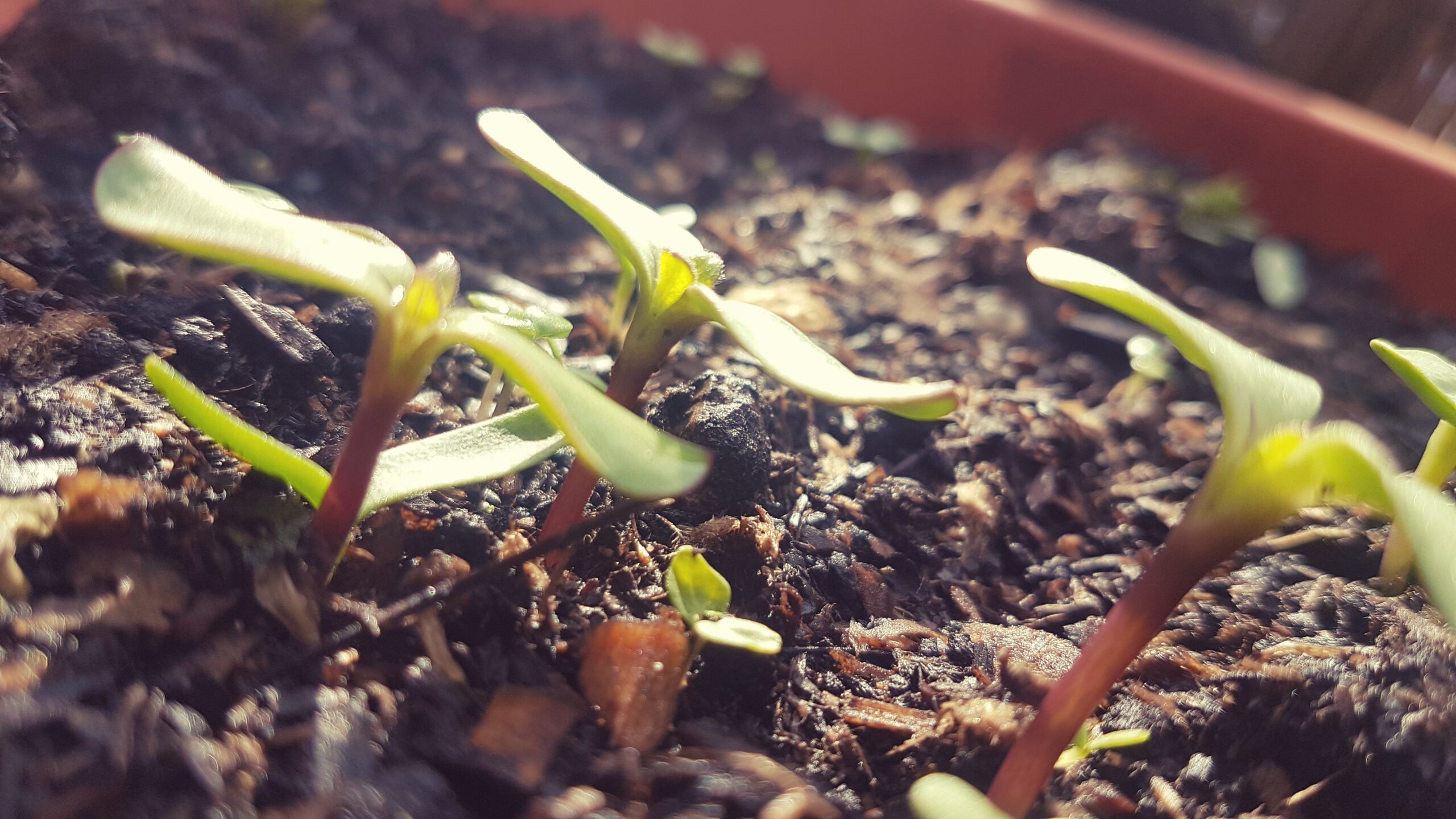 Junge Keimlinge, die aus Erde herausschauen