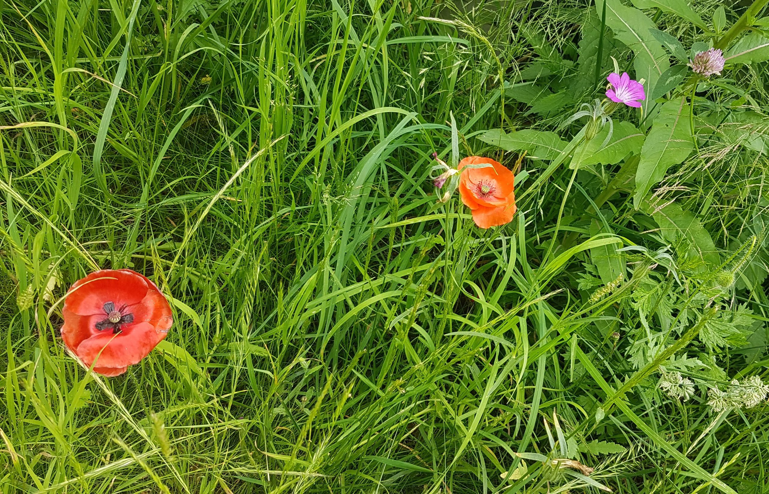 Wiese mit zwei Mohnblumen
