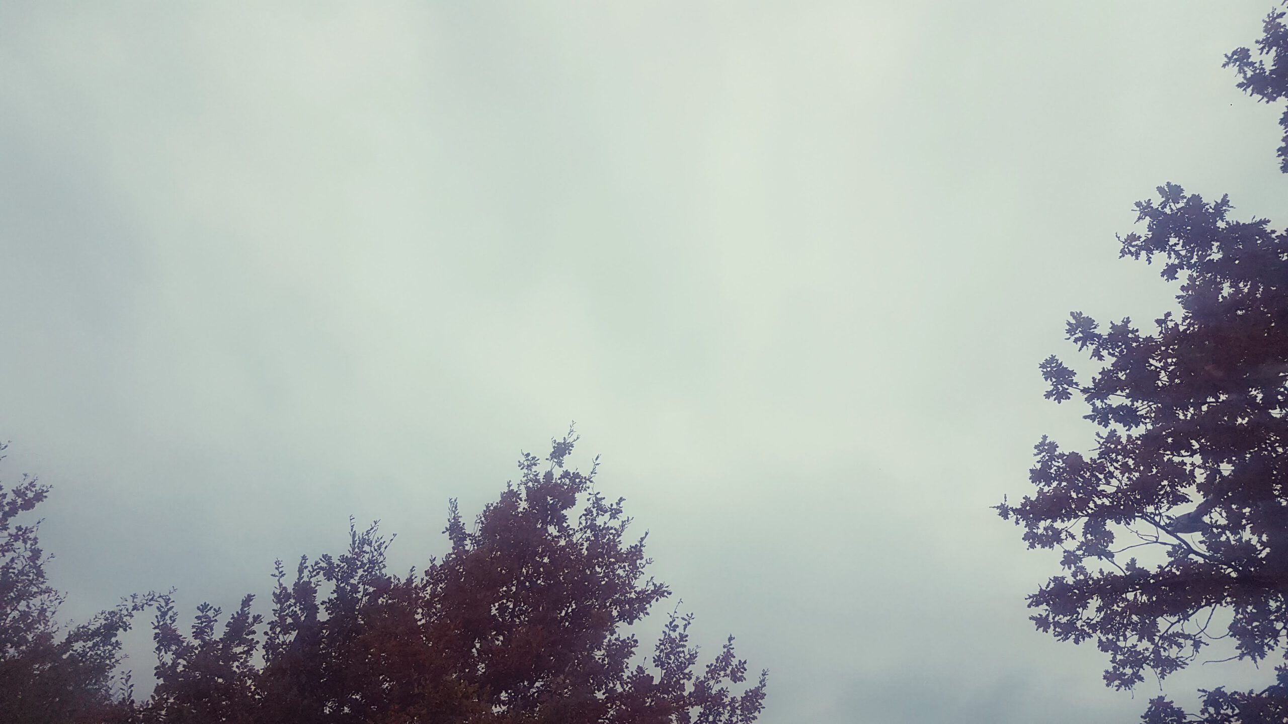 Blick in den Himmel mit Ausschnitten von Eichenbäumen