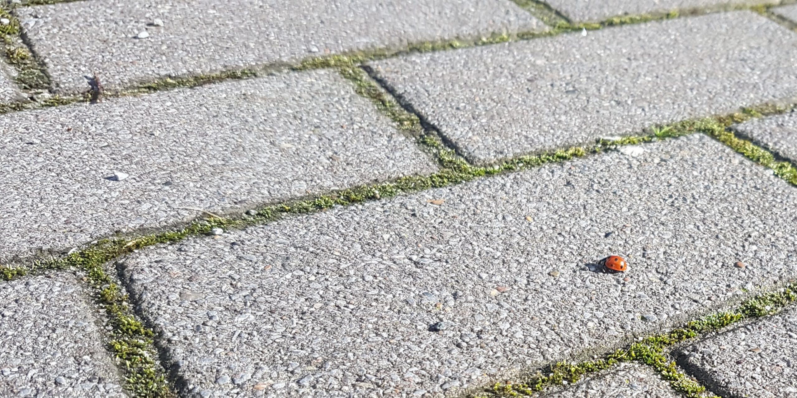 Marienkäfer krabbelt über einen Steinboden von rechts nach links