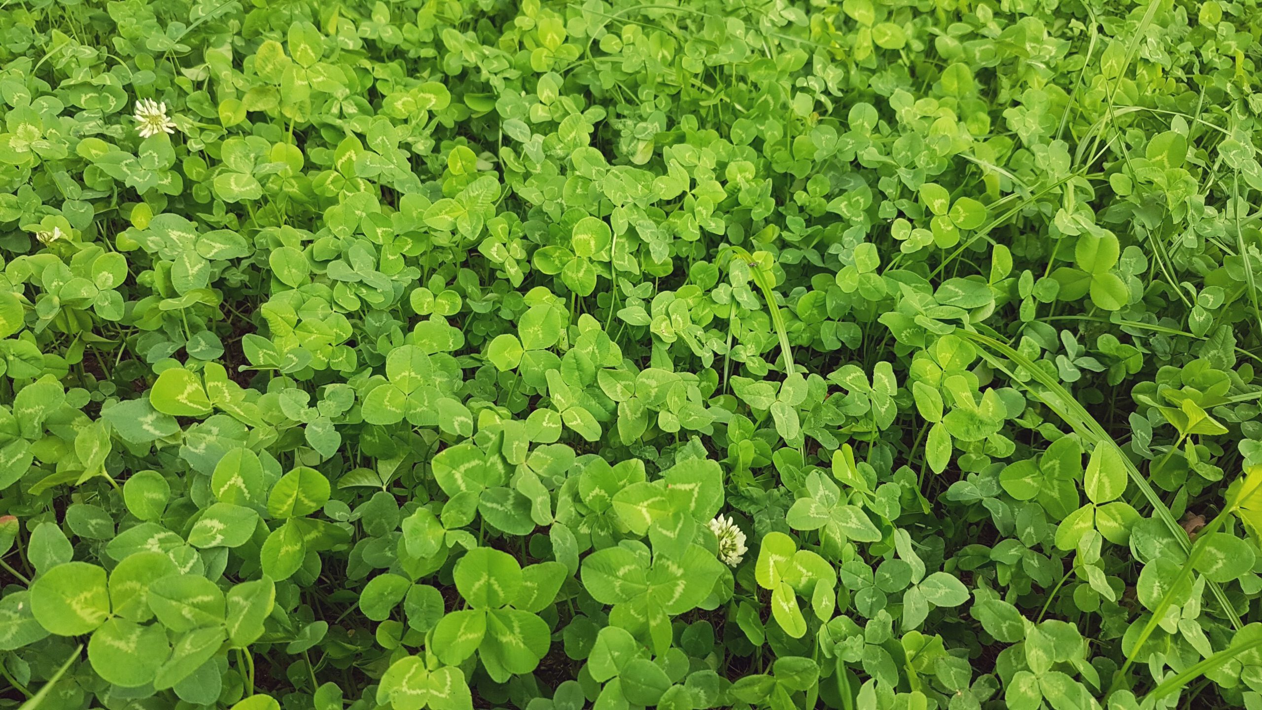 Viele Kleepflanzen, wenige Blüten