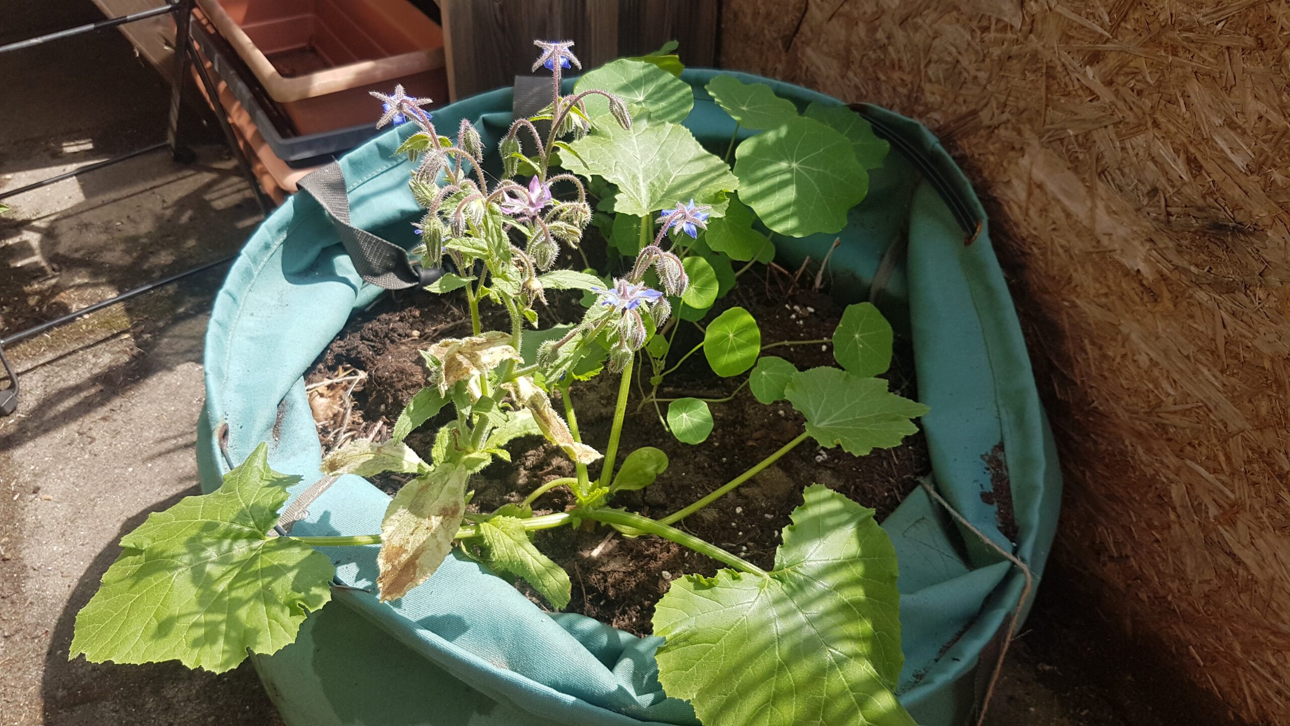 Grünabfallsack gefüllt mit Erde, aus der ein Zucchinipflanze und Kapuzinerkresse wachsen