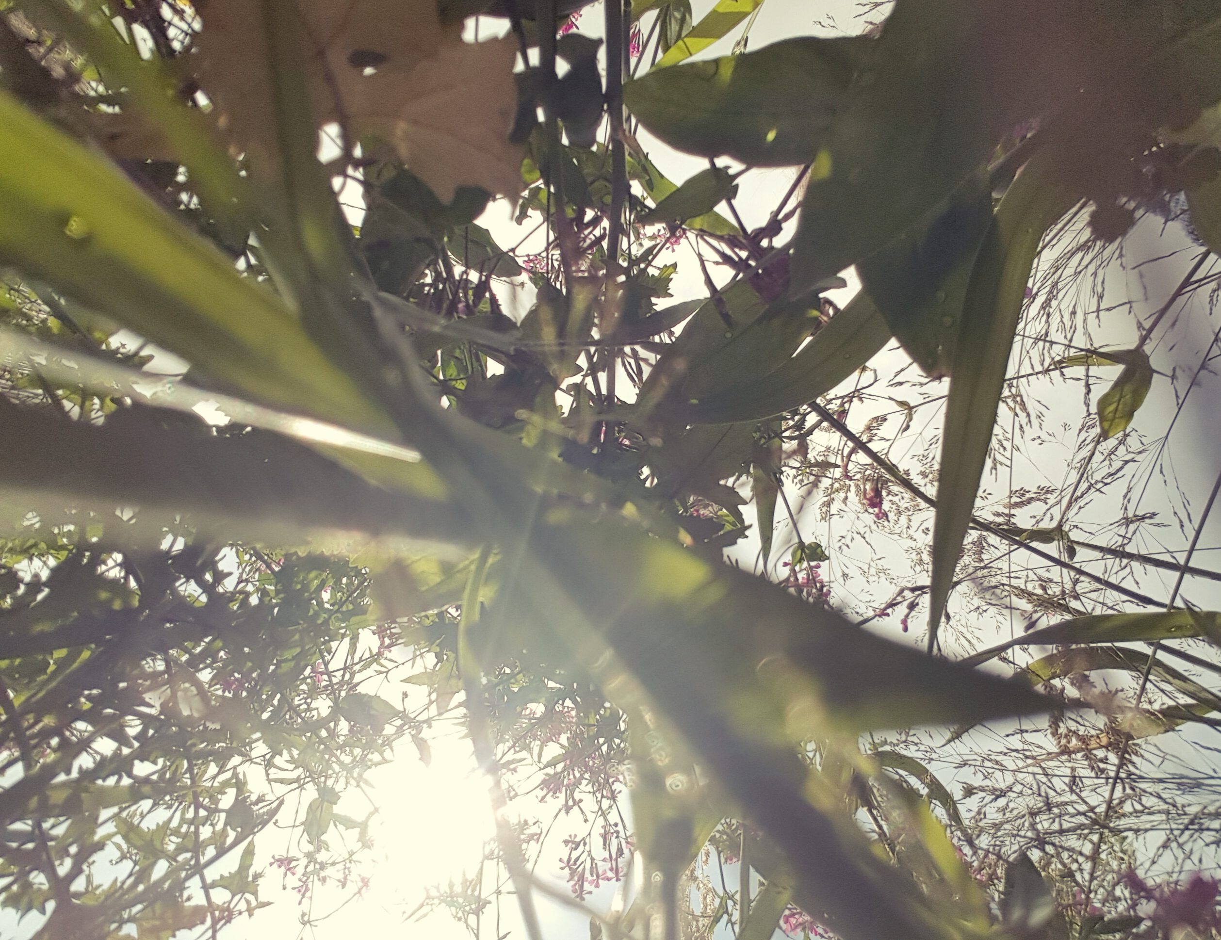 Wilde Blumen und Kräuteransammlung von unten fotografiert. Sonne scheint durch.