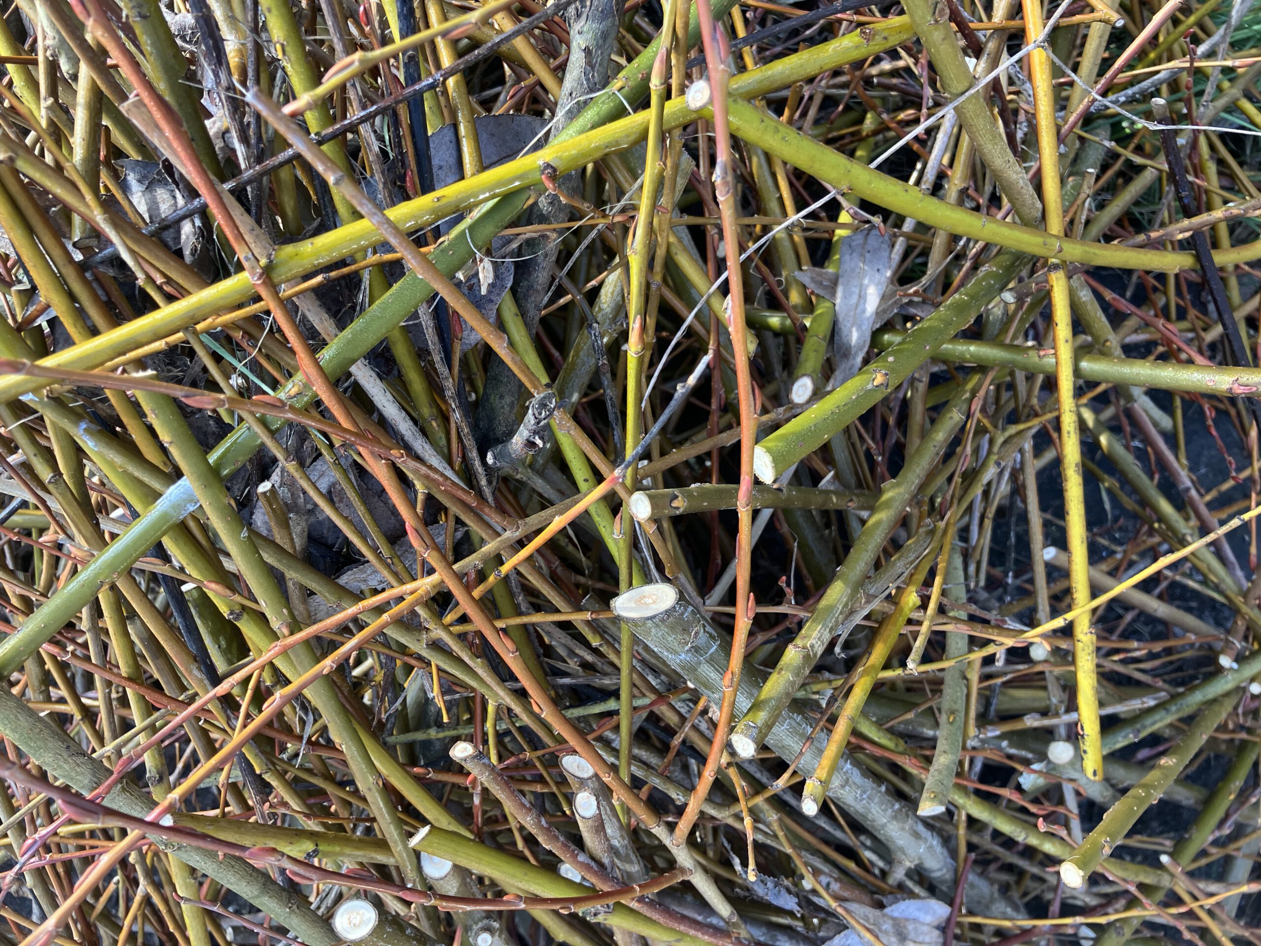 Geschnittene Äste auf einem Haufen, Herangezoomt