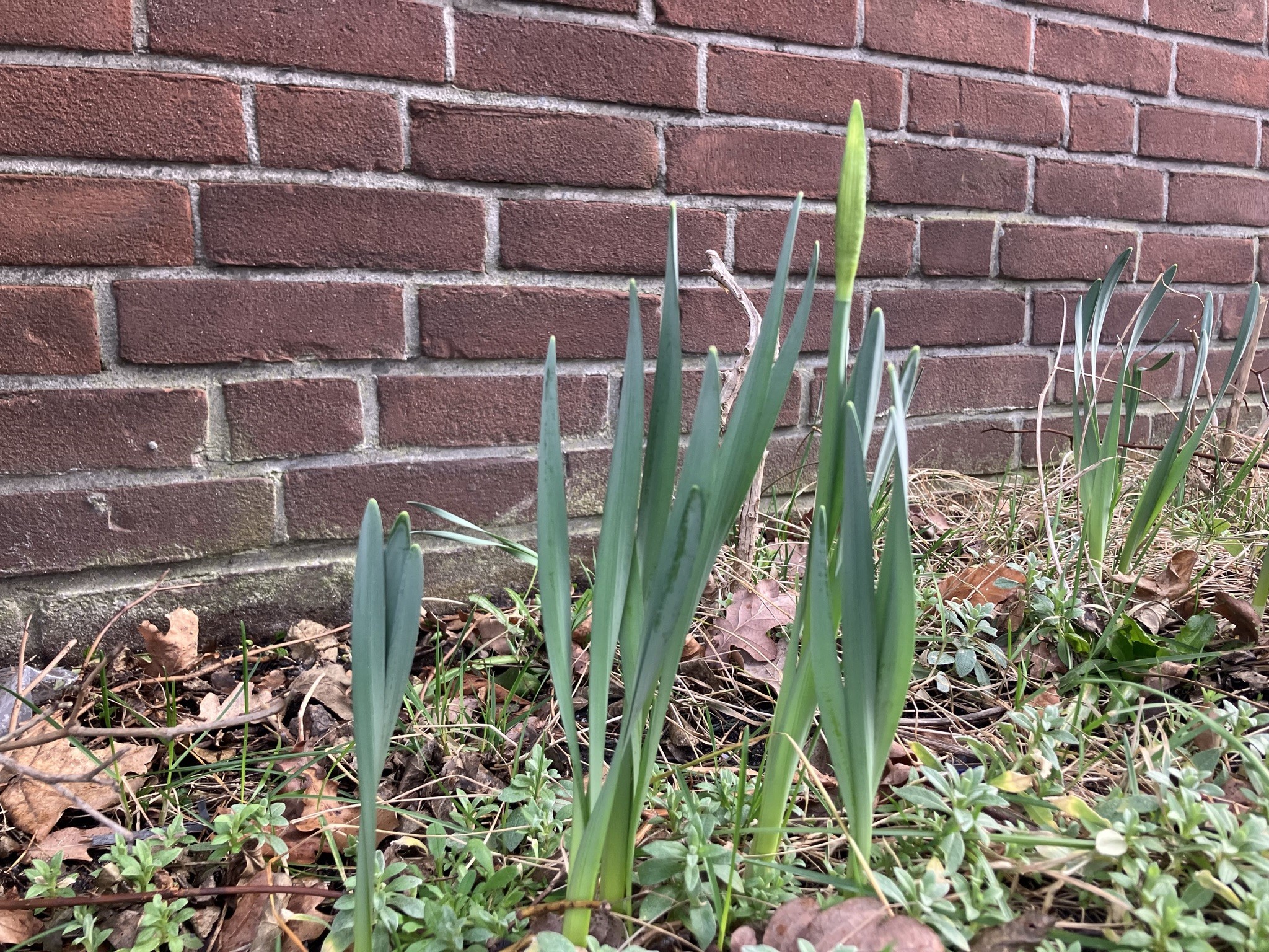 Frühblüher vor Hauswand, grün, Blüte geschlossen