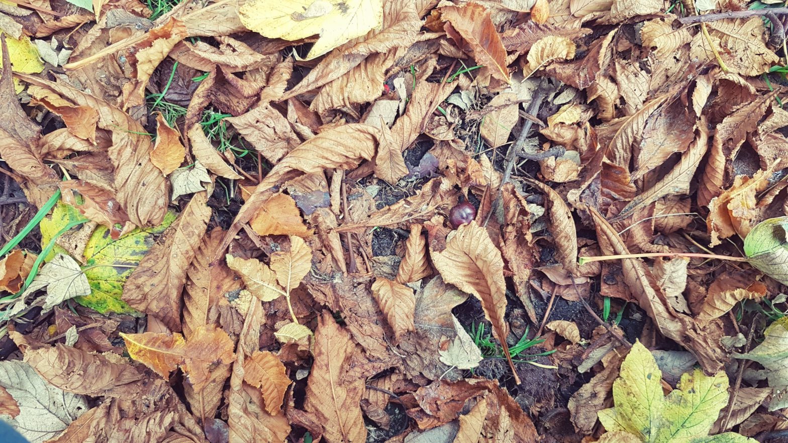 braune Kastanienblätter auf erdigem Boden, dazwischen eine Kastanie