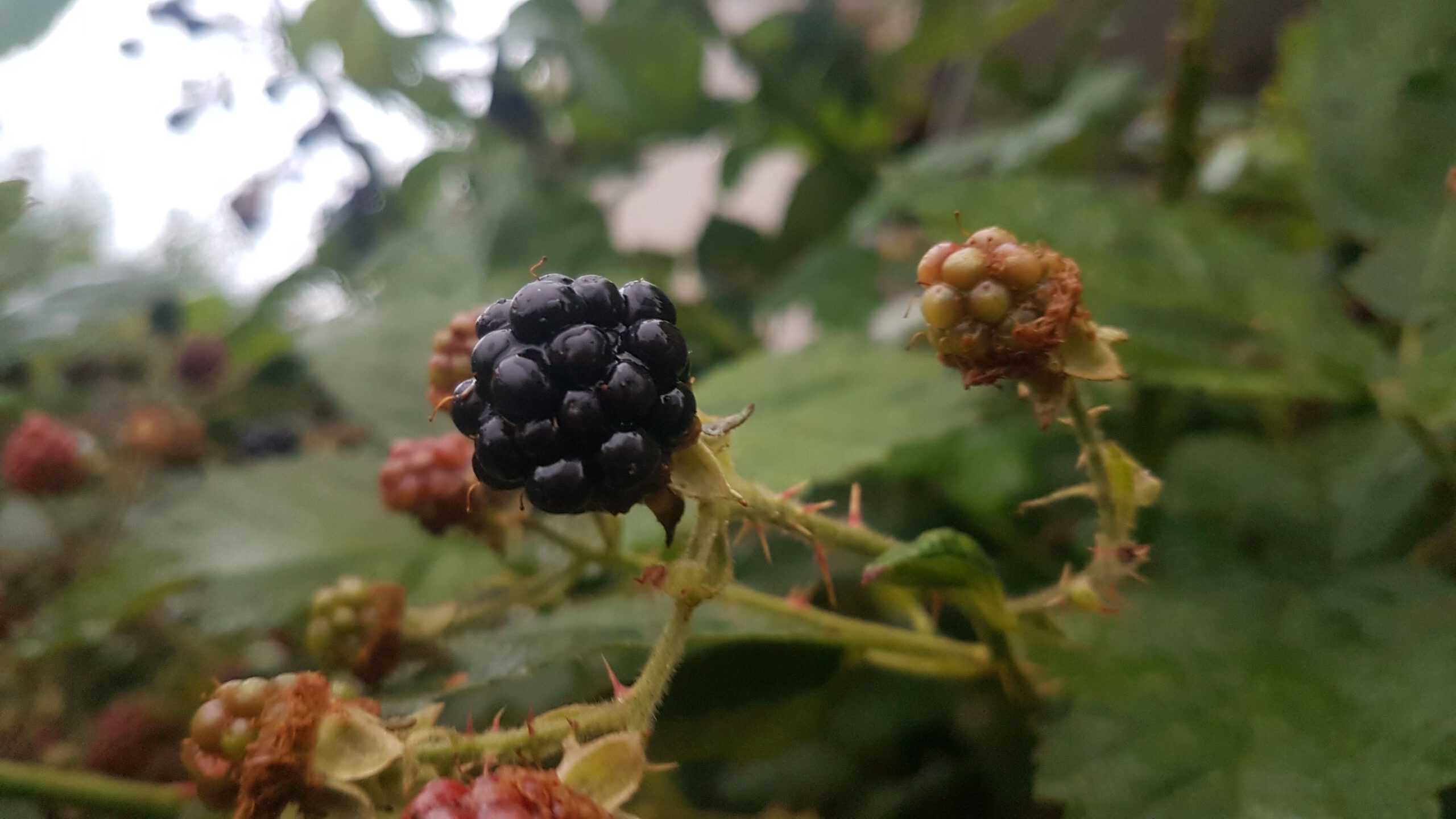 Reife Brombeere an einer Brombeerhecke