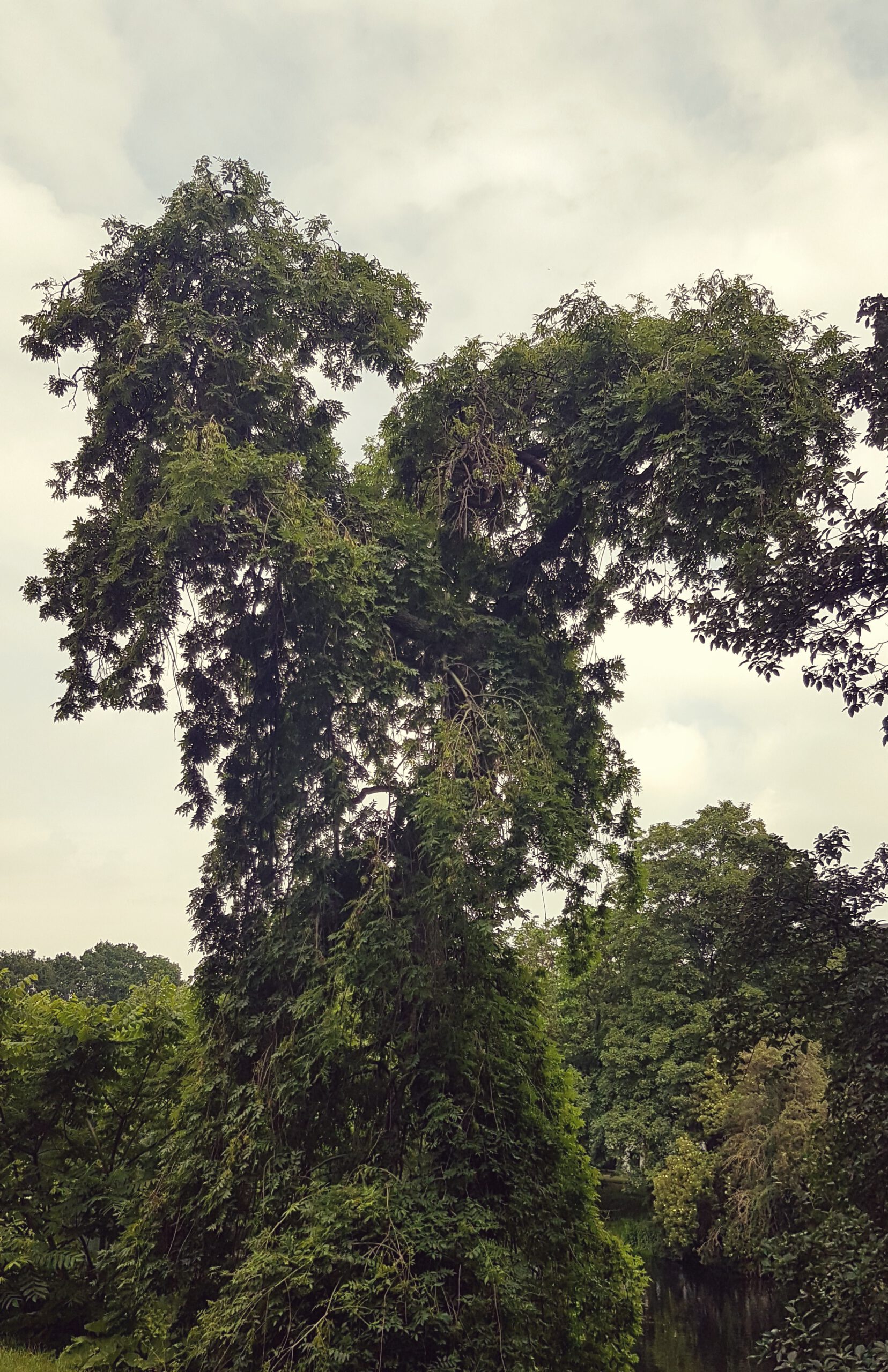 Hoher Baum vor bewölktem Himmel