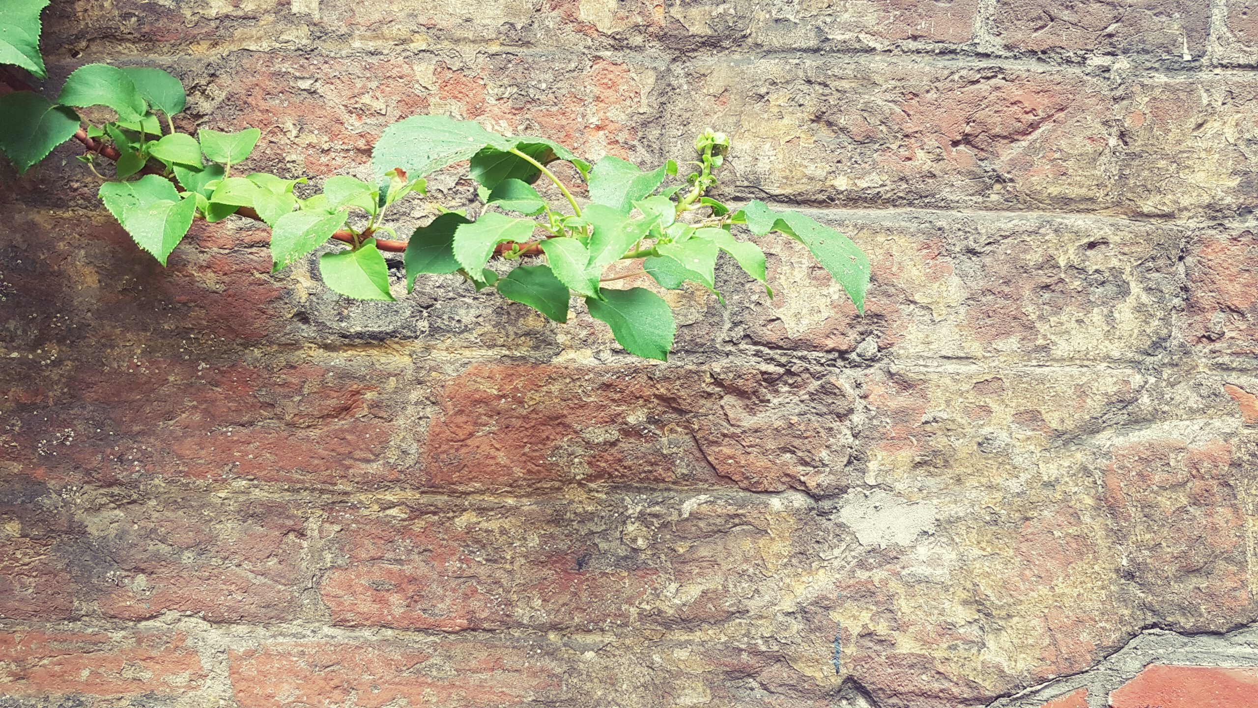 Steinmauer mit Gewächs