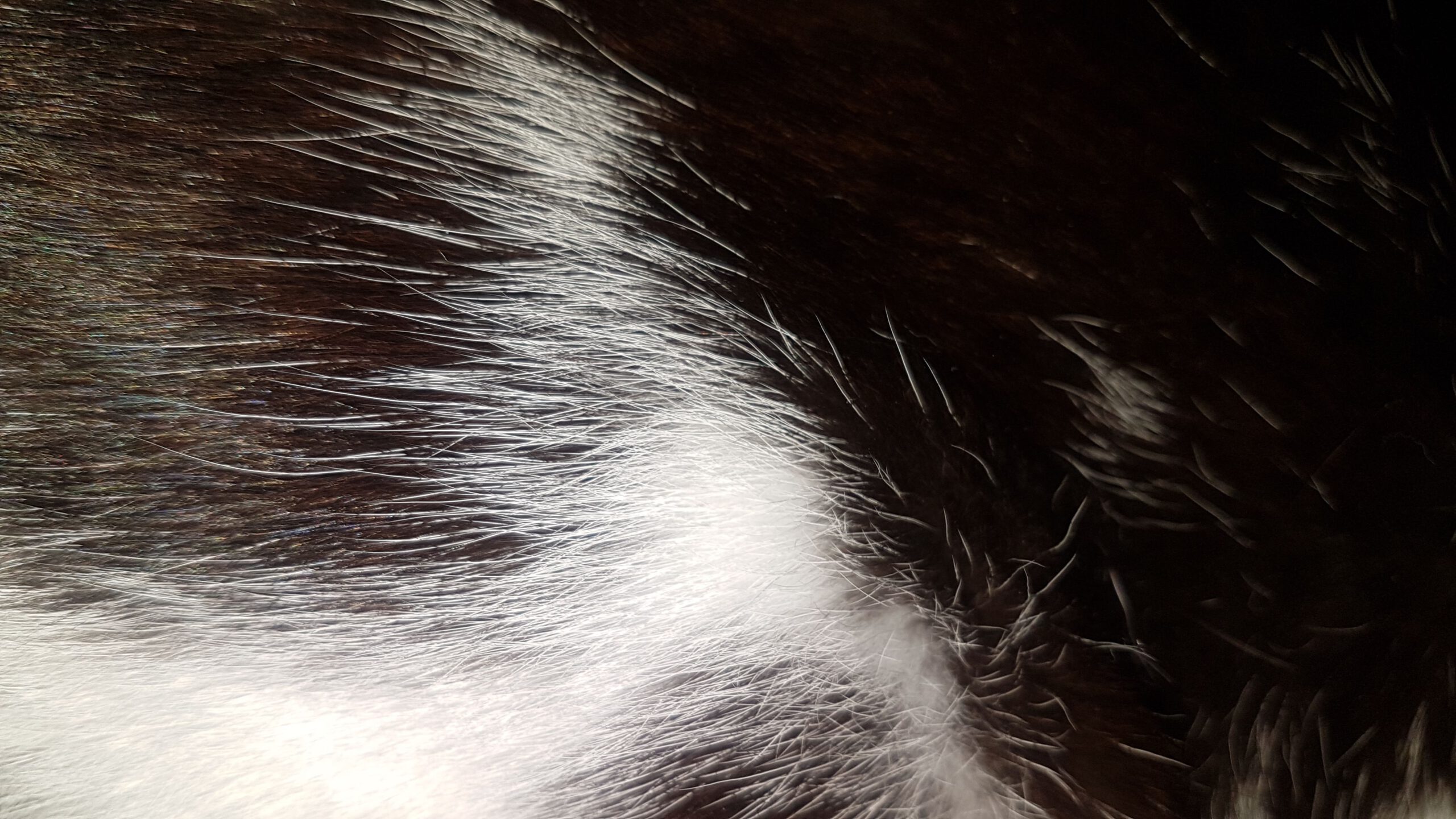 Nahaufnahme eines Tierfelles, schwarz, braun, weiß