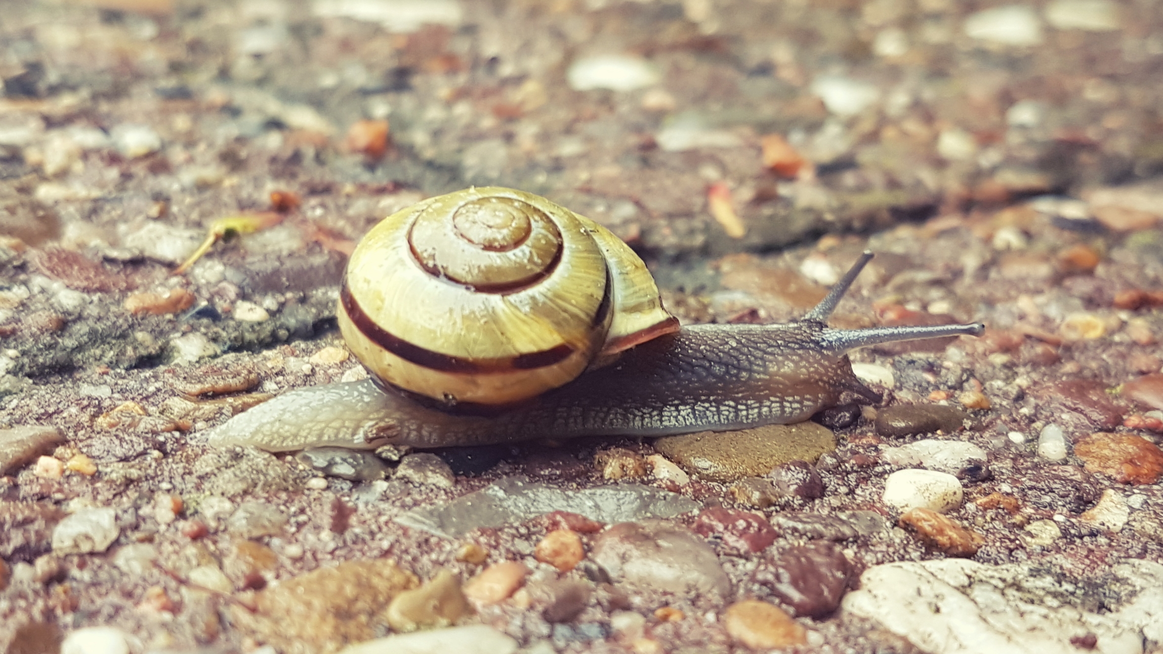 Schnecke mit Schneckenhaus kriecht über grobkörnigen Untergrund