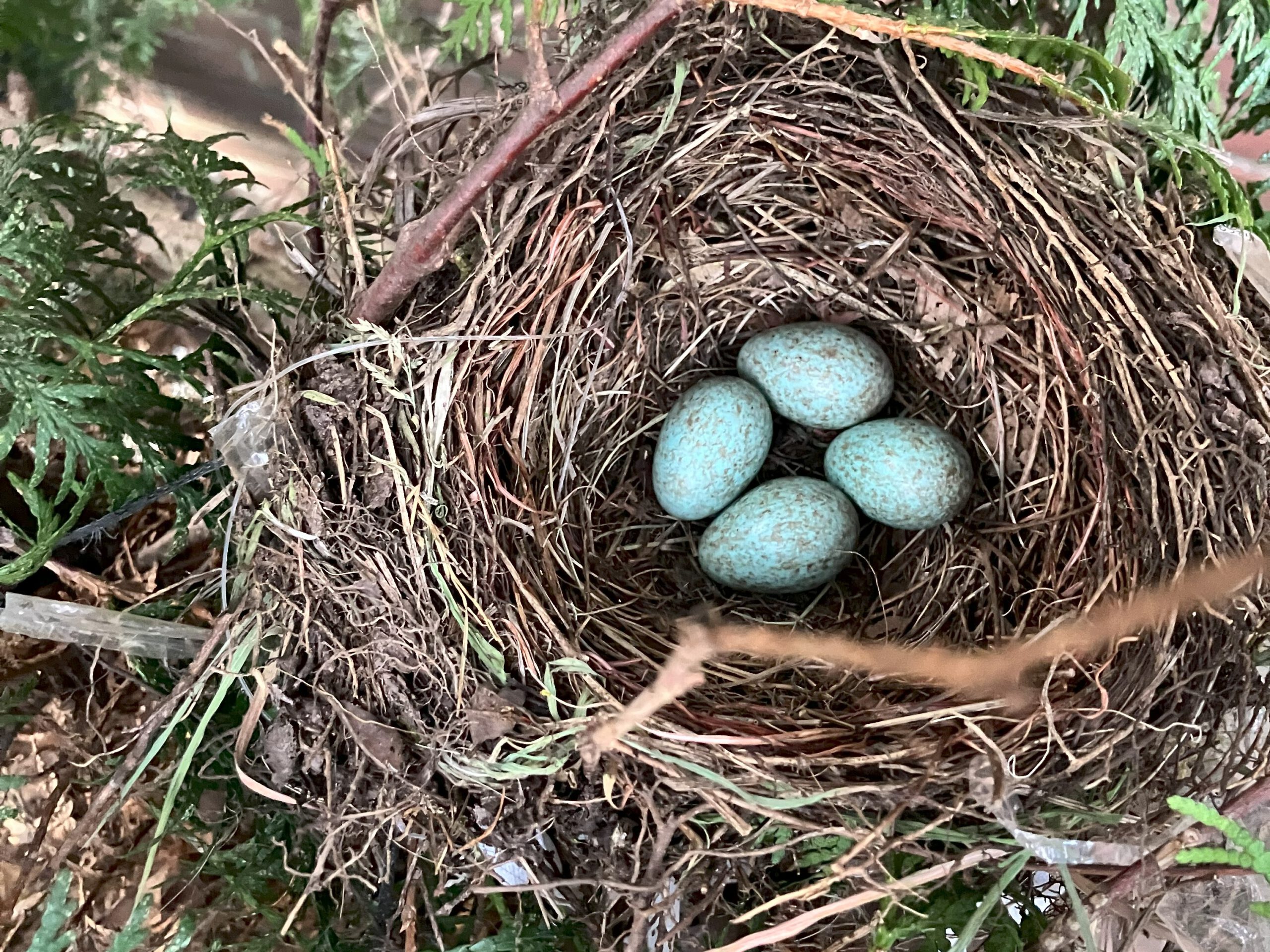 Vogelnest von oben. Mit vier bläulichen Eiern
