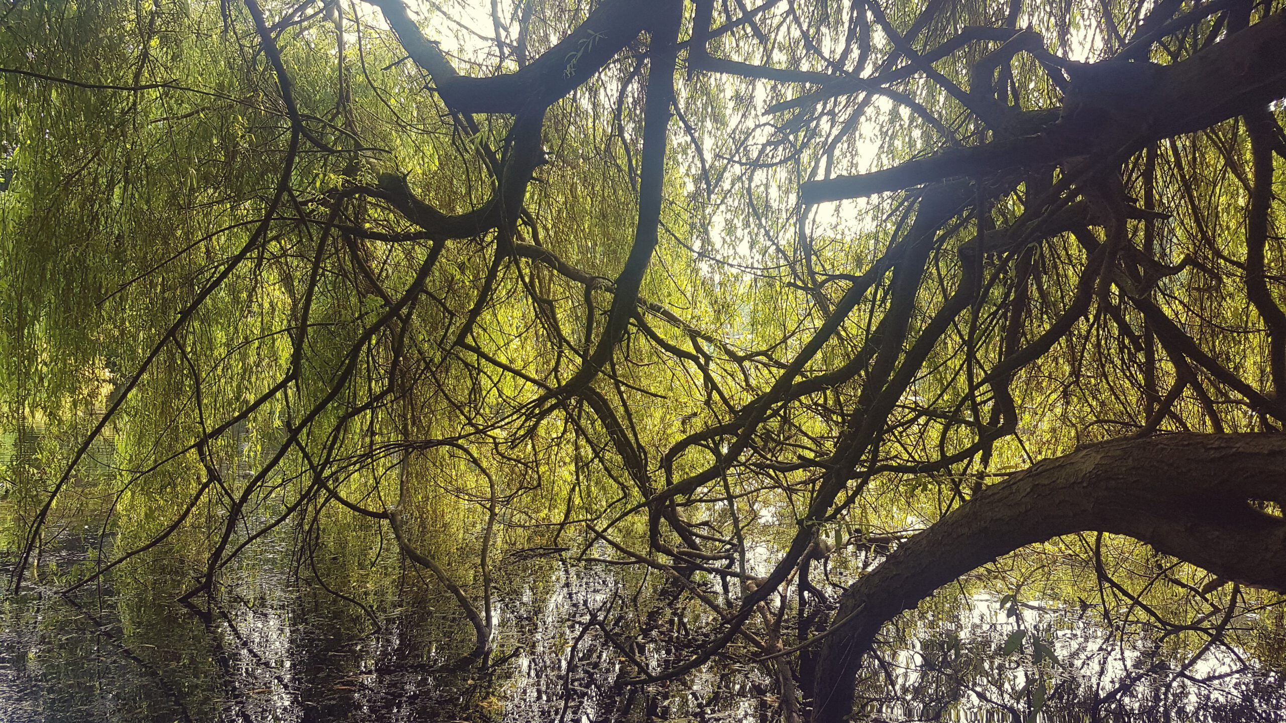 Weidenbaum mit im Wasser hängenden Ästen