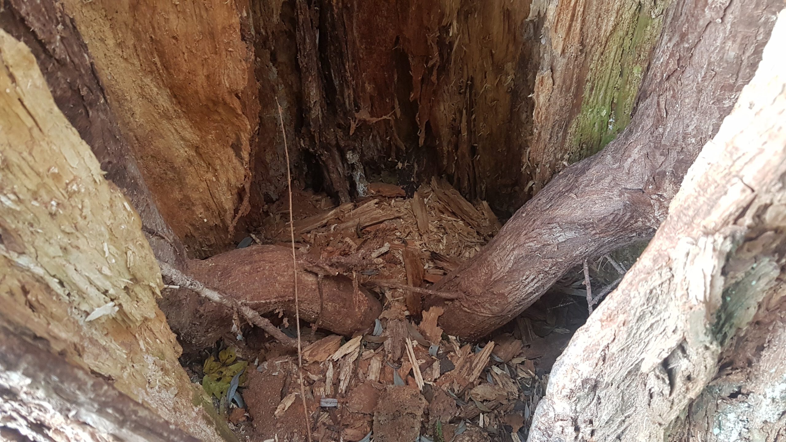 Blick in einen hohlen Baumstamm, aus dessen Mitte zwei schmale Stämmlinge wachsen