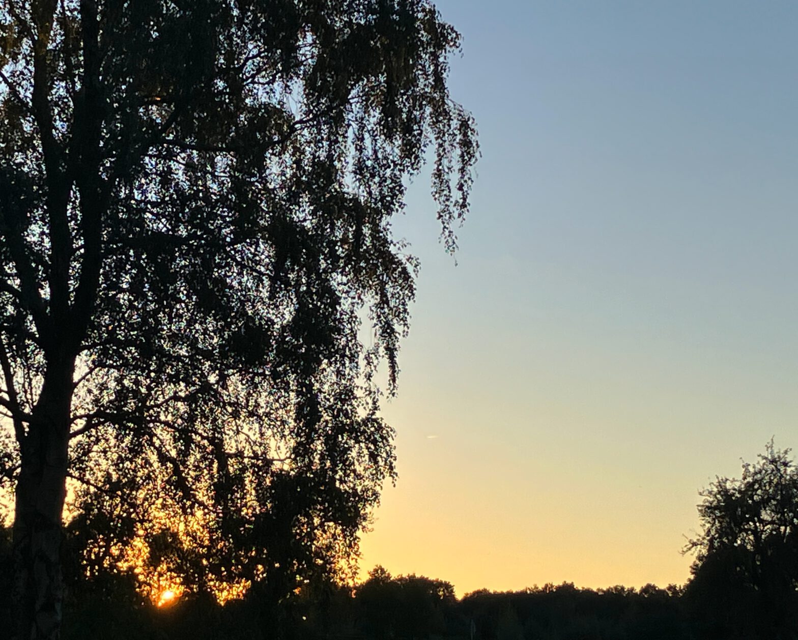 Sonnenuntergang im Hintegrund, noch blauer Himmel, dunkle Baumreihe, im Vordergrund links eine hohe Birke
