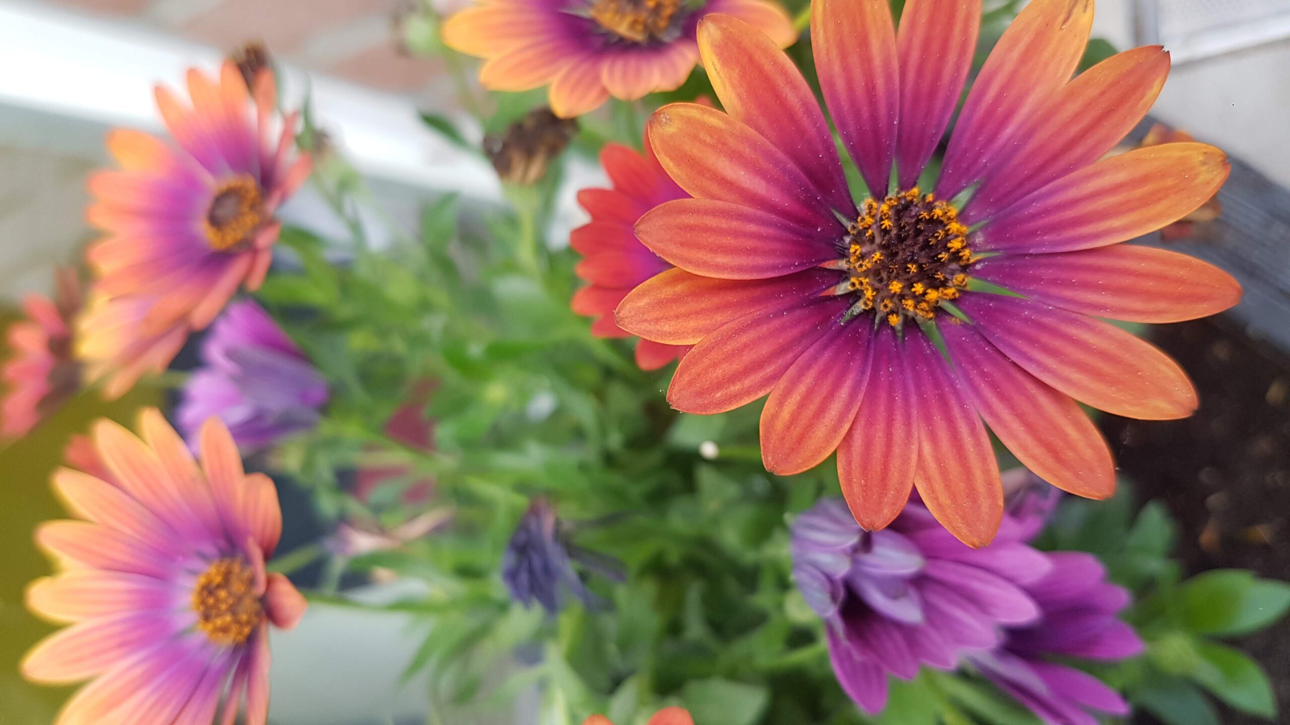 Kapkörbchen mit lila orangenen Blüten